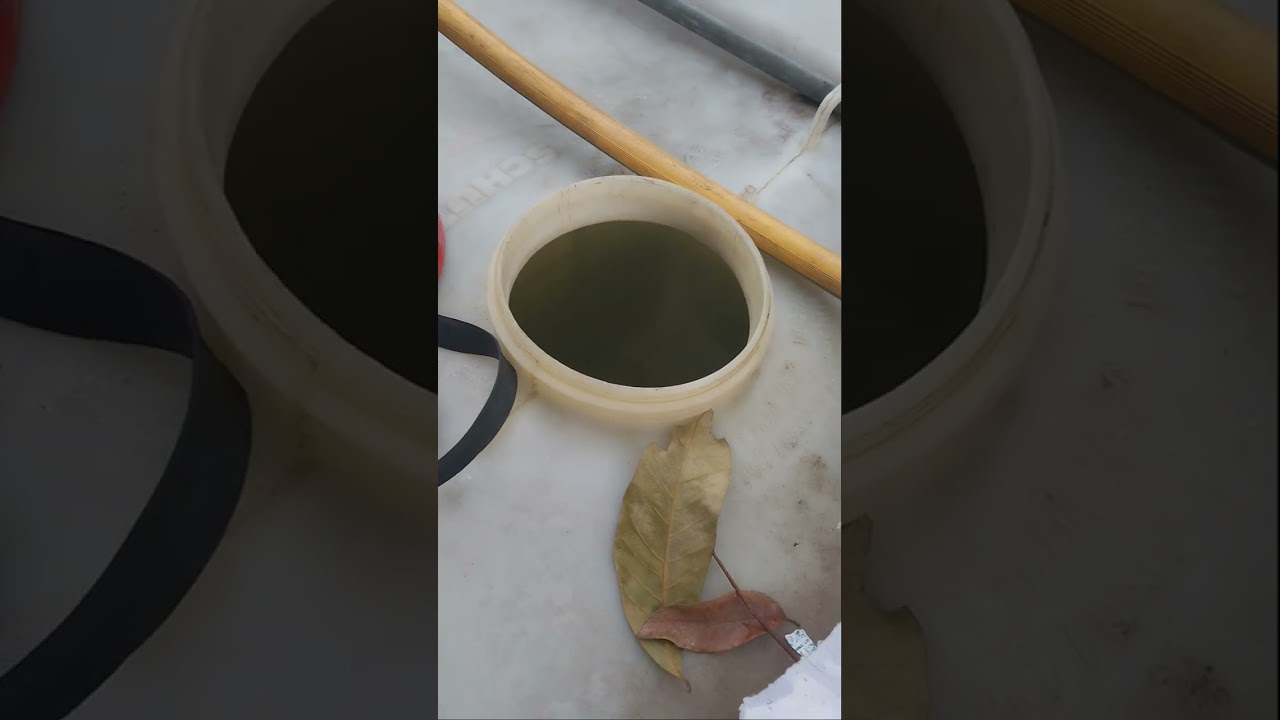 เปิดตาดอกครั้งที่ 1 ลำไยแปลงเช่า อายุสาร 15 วัน สูตรปุ๋ยกิฟฟารีนกับลำไย จากอาจารย์ชาตรี