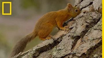 Qui mange des écureuils ?