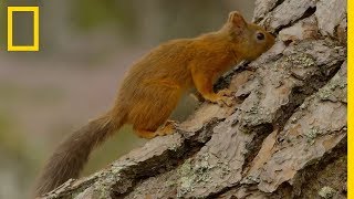 Comment les écureuils gardent leur nourriture