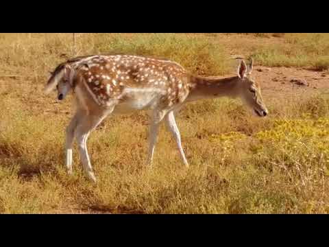 ولادة أنثى غزال اوربى