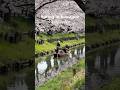 Spring in Kawagoe 🌸 Japan Travel 川越の春|日本旅行