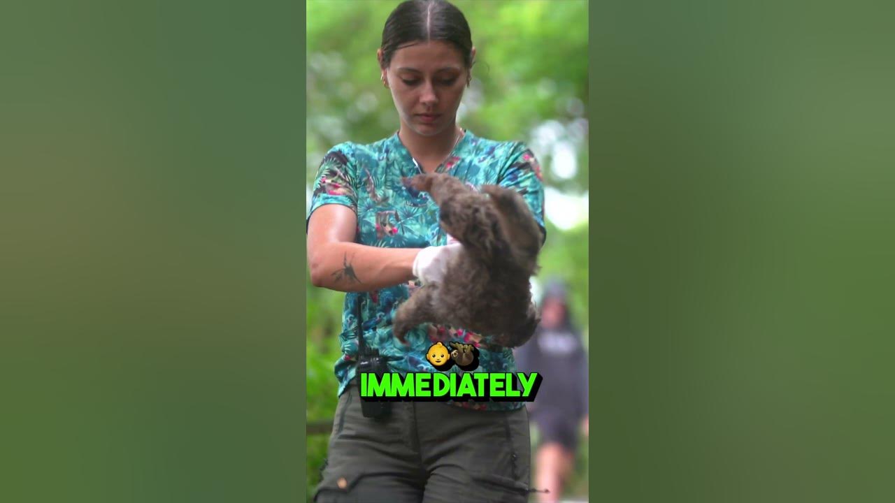 STRANDED SLOTH IN A RAINSTORM ⛈🦥 ️‍🩹 - YouTube