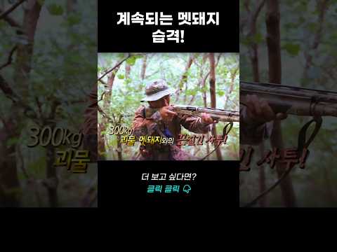 계속되는 멧돼지의 습격 그리고 인간의 반격! | 리얼다큐 숨