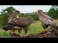 Buzzard Chicks Learn to Fend for Themselves | Discover Wildlife | Robert E Fuller