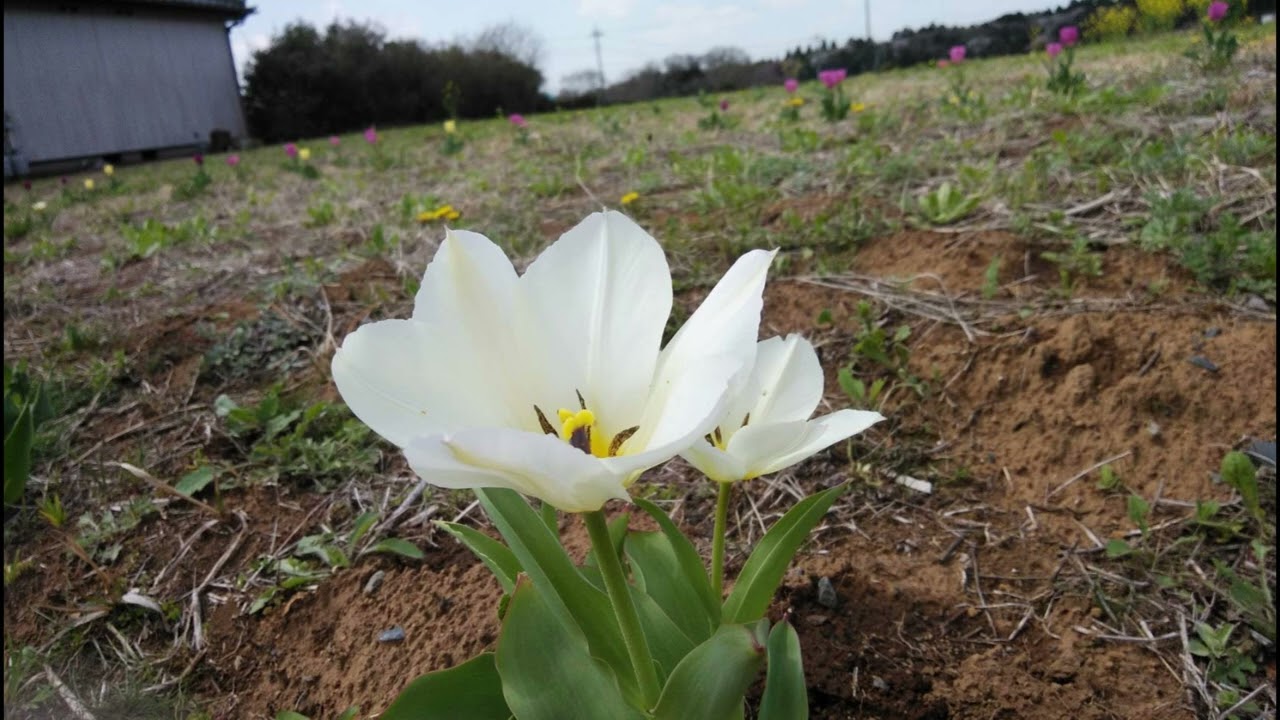 昭和の歌３９２７＃二輪草　　川中美幸