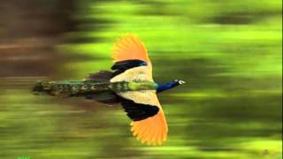 Parannu Parannu Po Marannu Marannu Po..mini Anand