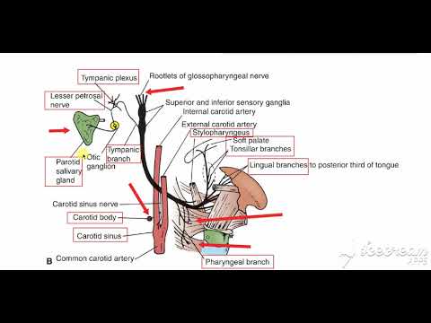 Video: Cili është funksioni kryesor i nervit Glossopharyngeal?