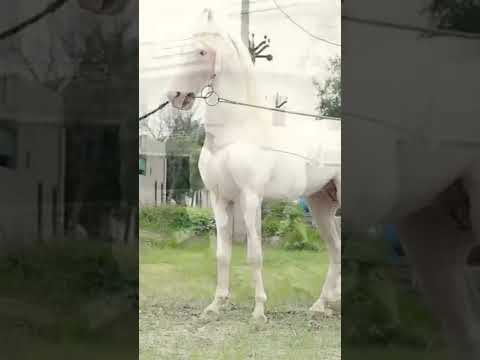 GurFateh    #shorts #short #horse #horselover