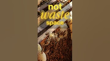 Why Are Beehive Cells Hexagons?