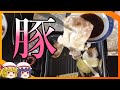 【ゆっくりクッキング】新・SHKこんやの料理　コスパ最強！ 1人焼肉ポークのみ