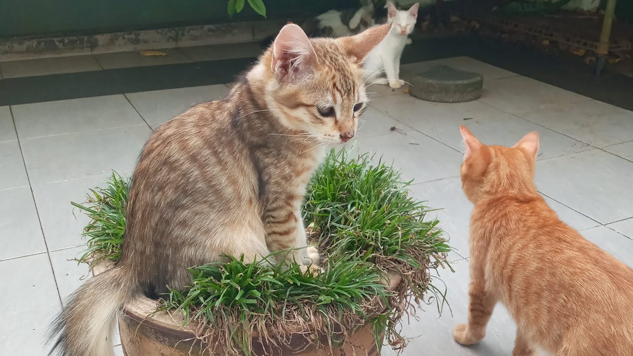 Time Machine Cats !!!! Longest Daily Cat's Story - YouTube