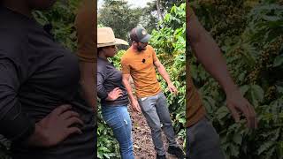 15 MIL PÉS DE CAFÉ TODO NESSE PADRÃO!