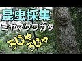 【昆虫採集】 クワガタ採集 カブトムシ採集 2017年7月25日 【insect collecting】