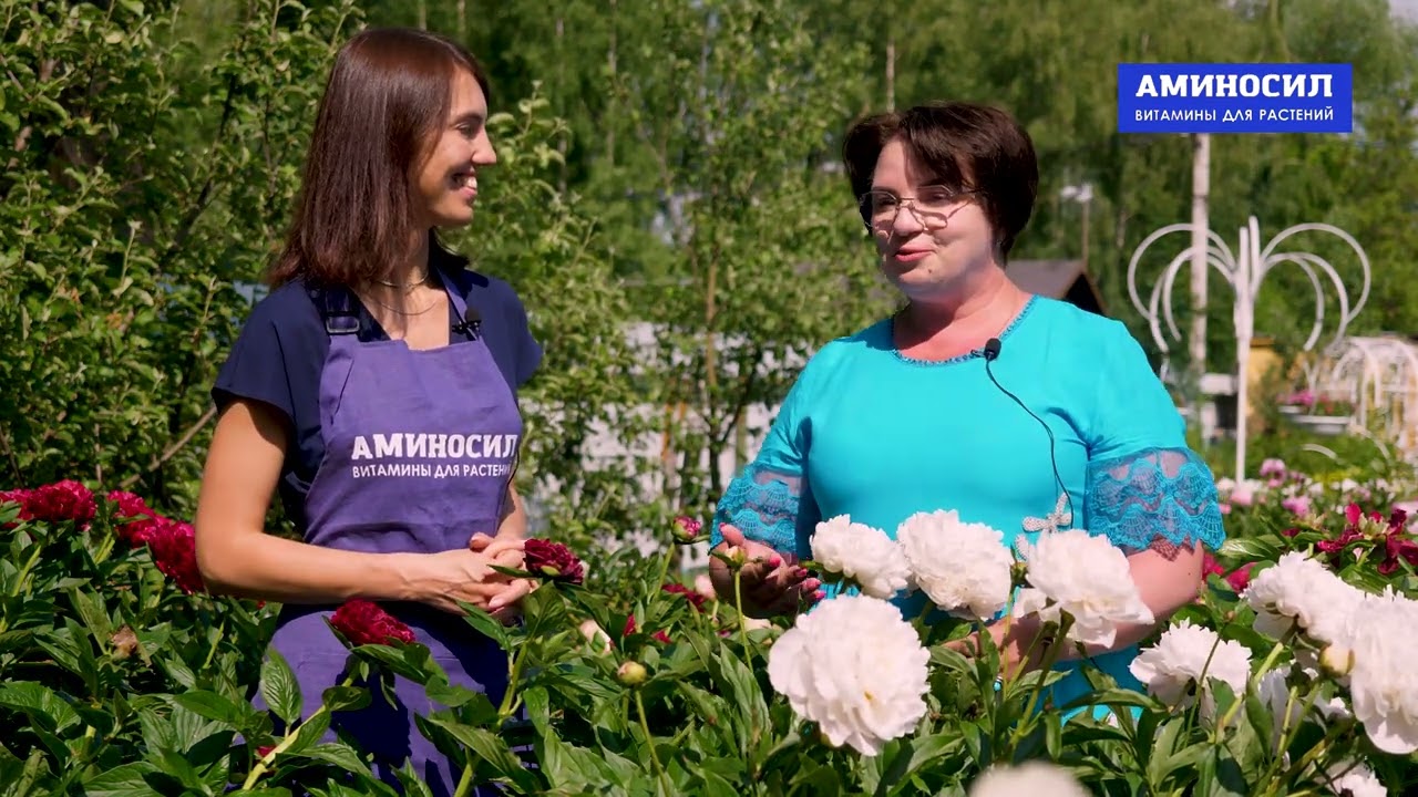 Как вырастить пионы? Роскошное цветение пионов инструкция! Пионовый Рай у Аристарховой Любови