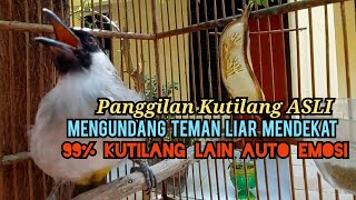 Suara Burung Kutilang Gacor ASLI Tanpa isian, Ampuh untuk Pikat Kutilang bikin kutilang Ribut gacor