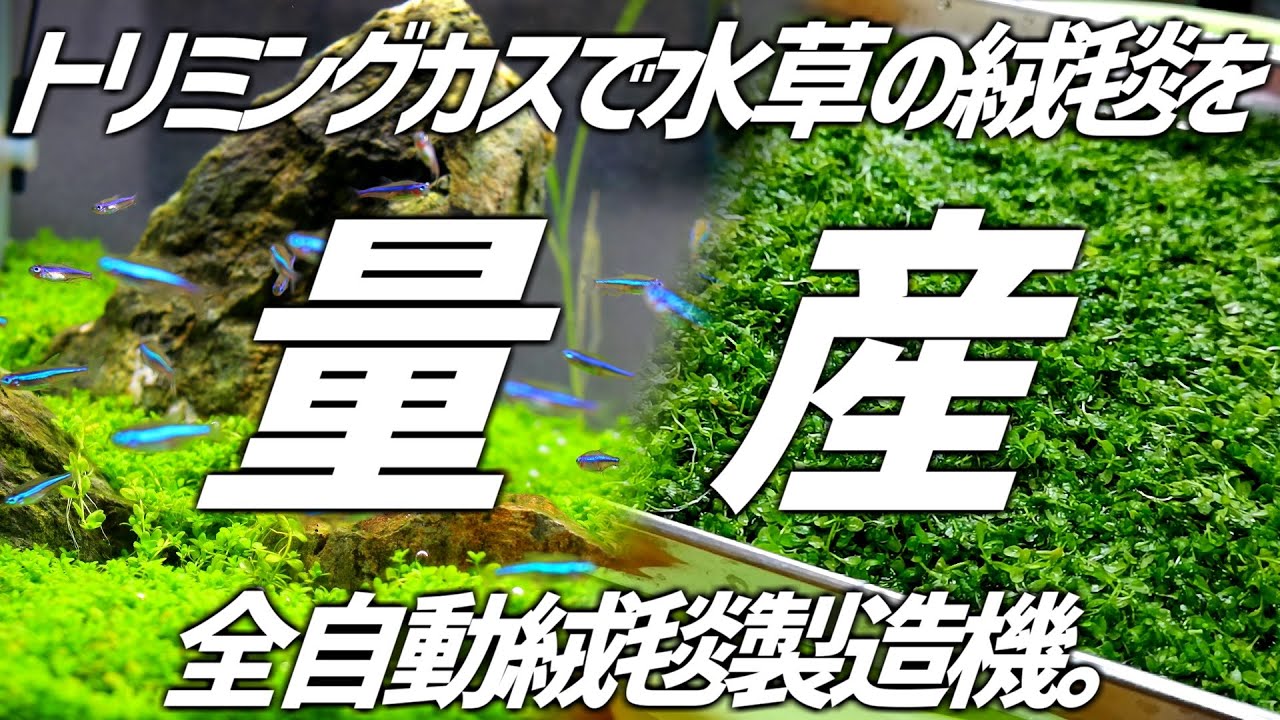 トリミングの残りで水草の絨毯を作る！完全放置でOKの全自動絨毯製造機！#120【アクアリウム】
