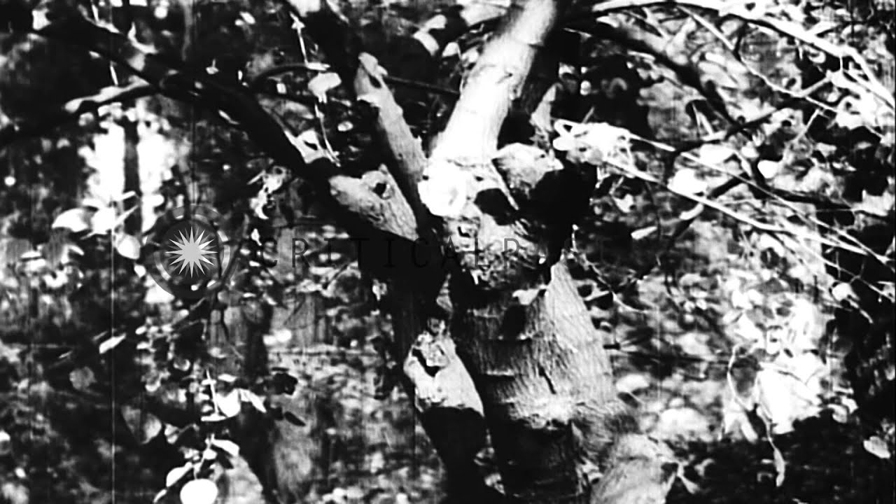 Джесси вашингтон Джесси вашингтон