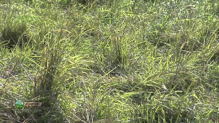 Weed of the Week #791 - Leafy Spurge (Air Date 6/2/13)