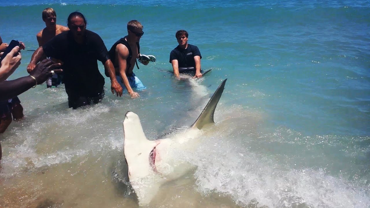 Fort Lauderdale Florida Giant 13 Foot Hammerhead Shark! (ORIGINAL VIDEO ...
