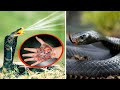 दुनिया के सबसे जहरीले सांप | Most Venomous Snakes in the World | Most Dangerous Snakes