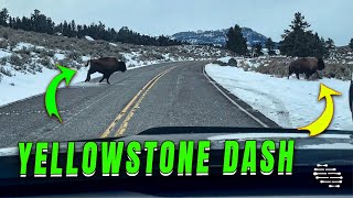 Buffaloes Quickly Passing a Yellowstone Park Road
