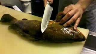 ハタ マハタ の生態や基本情報まとめ 魚図鑑 暮らし の ハタ マハタ の生態や基本情報まとめ 魚図鑑 暮らし の