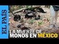 MÉXICO | El enigma de los monos aulladores muertos en Tabasco | EL PAÍS