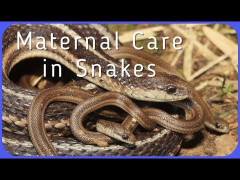 do-snakes-care-for-their-babies?
