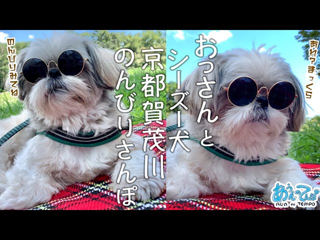 おっさんと犬 いつぞやの賀茂川さんぽ 自然音 9 Youtube