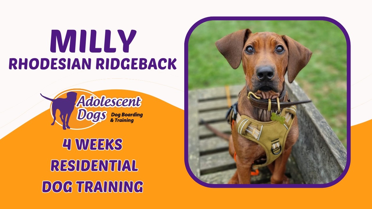 Mallory Ridgeback Milly the Rhodesian Ridgeback Puppy | 4 Weeks Residential Dog Training ...