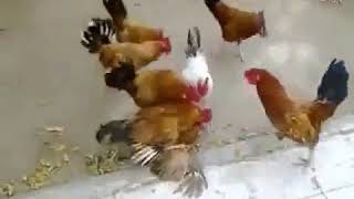 Vidio Amatir Ayam Digangbang