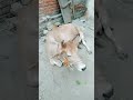 #जय गौ माता महालक्ष्मी की जय हो