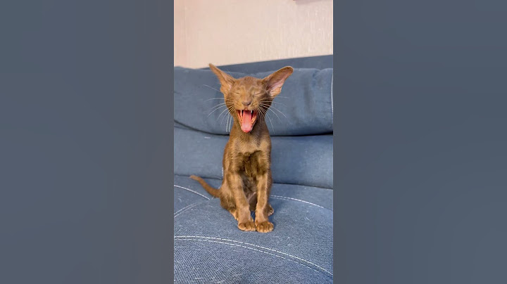 УЧУ КОТЁНКА ПИСАТЬ #cat