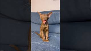 Thumbnail for УЧУ КОТЁНКА ПИСАТЬ #cat