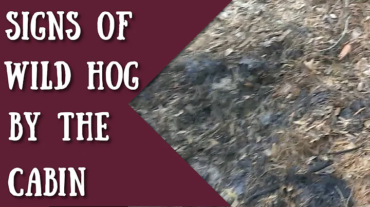 Signs of wild hogs by the cabin