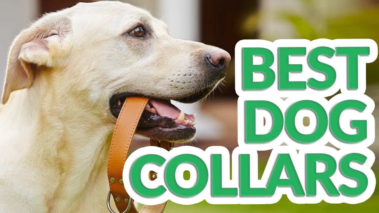 Best Dog Collar 2019 7 TOP Dog Collars YouTube