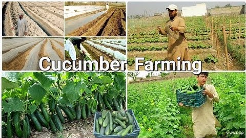 Vertical cucumber farming full guide: seed germination, low tunnel, trellis idea, pesticide, harvest