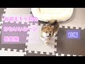 【総集編】お迎え１ヶ月のかわいいシーン詰め合わせ！【前編】