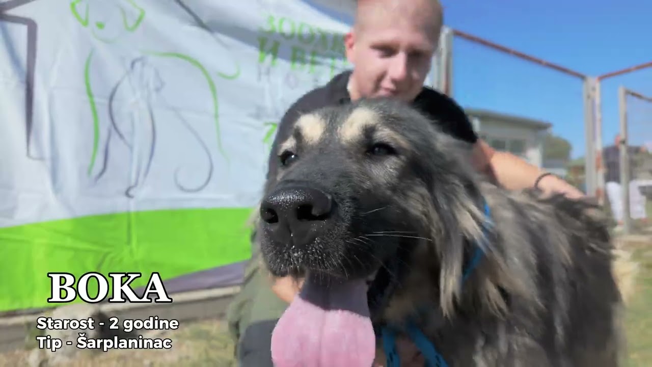 Online izložba pasa za udomljavanje - oktobar 2024 Prihvatiliše 