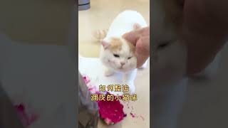 【菠蘿包的日常】如何對付調皮的小貓咪？