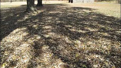 Running through the leaves.