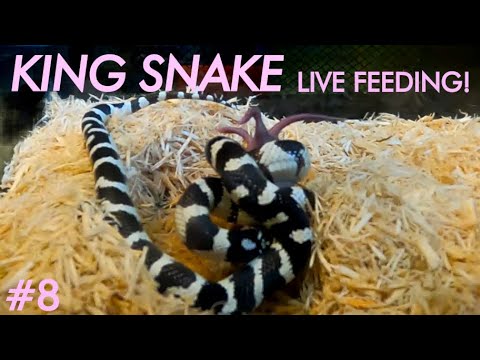 Curated visual reference: Young King Snakes Feeding Problems Reference: Live Feeding Young King Snake Eats Two Baby Mice In