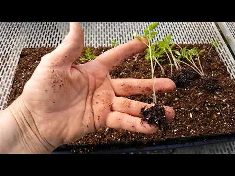 Video: How To Dive Tomato Seedlings Correctly