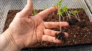 How To Successfully Deal With Leggy Tomato Seedlings