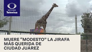 Tristeza en Ciudad Juárez por la muerte de Modesto, la jirafa - En Punto