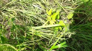 Acer Negundo (Boxelder maple): invasive plant in Europe. Immigrant eradication.