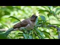 Birds voice  common bulbul bird