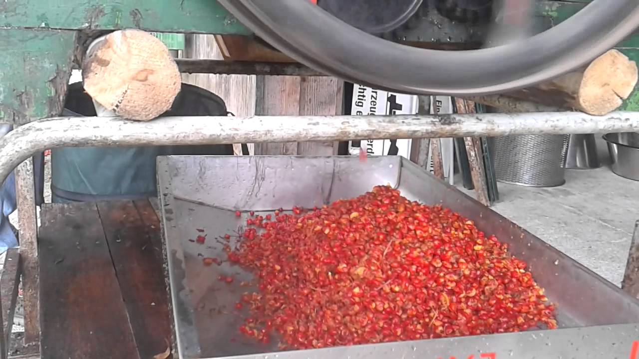 Vogelbeeren (Ebereschen)  rebeln