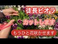 【ビオラの切り戻し】徒長した鉢を摘芯　もうひと花咲かせます‼️7月まで楽しめます♪