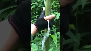 Famous A Simple Way to Find Drinking Water Sources in Bamboo Trees #bamboo #survival #bushcraft #lifehack # Wealth